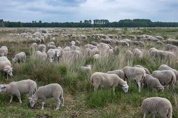 Sheep photographed in Germany, in Europe. Picture made in 2019.