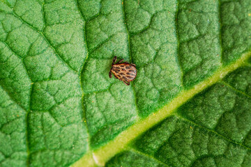 Dermacentor Reticulatus On Green Leaf. Also Known As The Ornate Cow Tick, Ornate Dog Tick, Meadow Tick, And Marsh Tick. Family Ixodidae. Ticks Are Carriers Of Dangerous Diseases