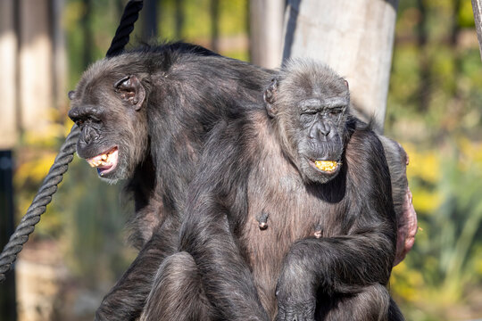 Two Chimpanzees resting in the sunshine while looking into the distance