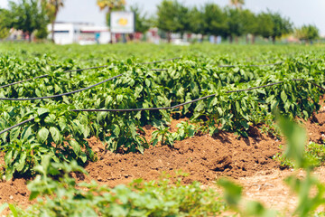 Fototapeta na wymiar Vegetable rows of pepper grow in the field. Farming, agriculture. Landscape with agricultural land. selective focus