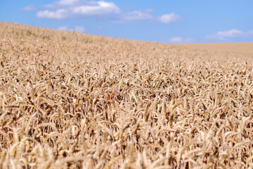 Weizenfeld zur Erntezeit