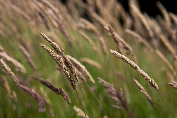 Long grass seed heads with seeds isolated from the background. Dry summer grasses