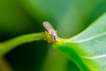 Exotic Drosophila Fly Diptera Parasite Insect on Green Leaf Macro