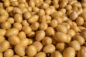 Fresh organic potatos