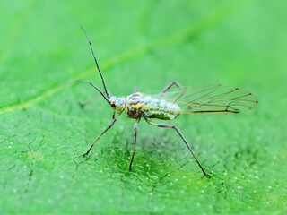 Adult Aphid on Green Leaf. Greenfly or Green Aphid Garden Parasite Insect Pest Macro