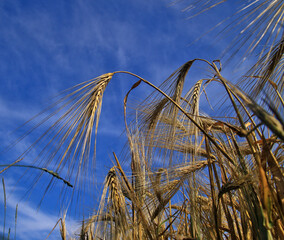 wheat field and blue sky