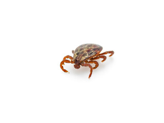 Lyme Infected Tick Insect Crawling on White Background. Lyme Borreliosis Disease or Encephalitis Virus Infectious Dermacentor Tick Arachnid Parasite
