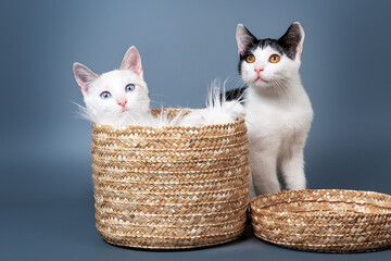 Fototapeta na wymiar Cat kittens in basket on blue background
