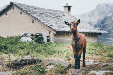 A curious brown goat photographed in front of an alpine farmhouse