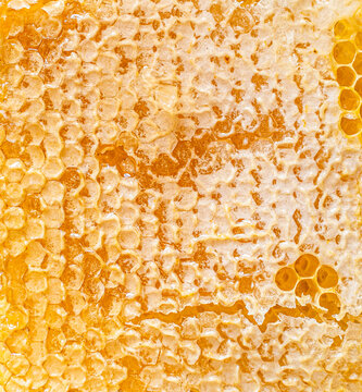 Honeycomb Closeup