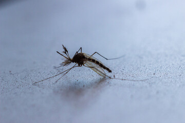mosquito on a gray metallic surface