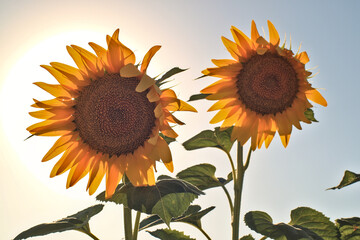 sunflower on a blue sky