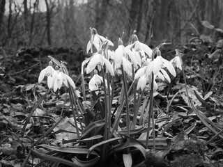 spring flowers in the snow