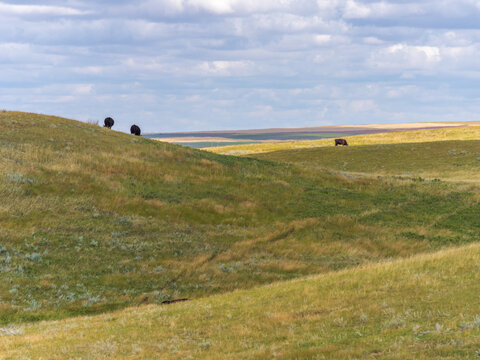 prairie scene