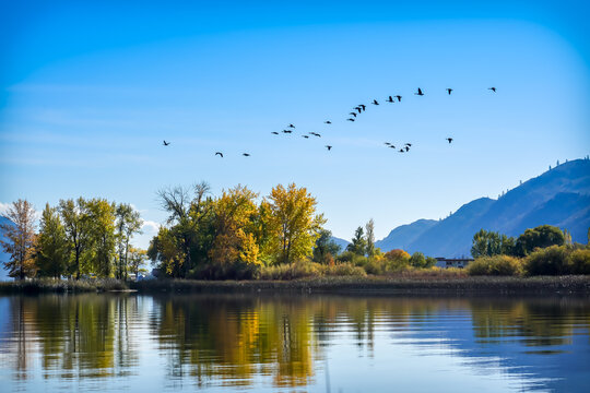 A group of migratory birds are flying over the wetland