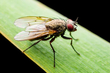 Exotic Drosophila Fly Diptera Parasite Insect Sitting on Green Grass Isolated on Black Background