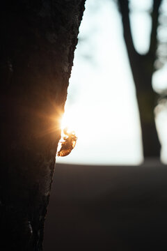 Cicada Shell on the Tree with Sunlight