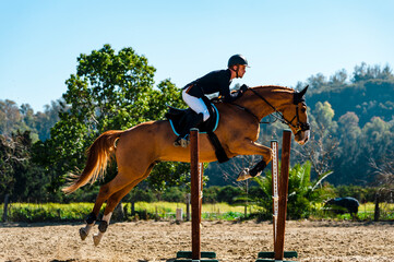 Side view of jockey jumping a hurdle with brown purebreed