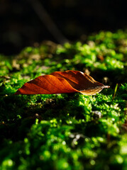 leaf on the ground