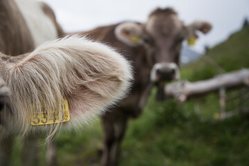 Cow close up in the swiss alp