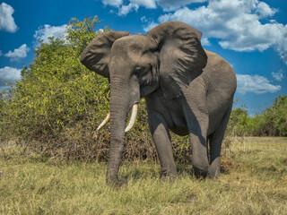 Fototapeta na wymiar elephant close