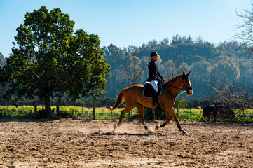 Young horse rider training thoroughbred horse on field