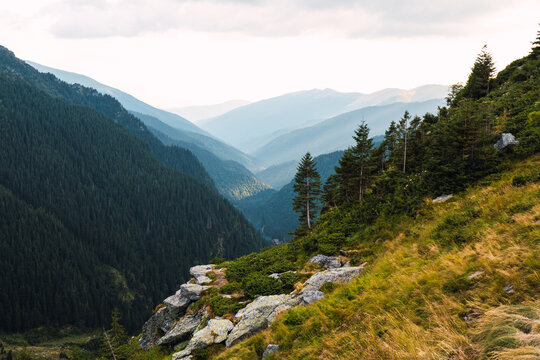 majestic Pine forest on high mountains