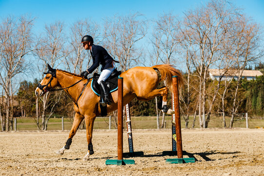 Side view of jockey jumping a hurdle with brown purebreed