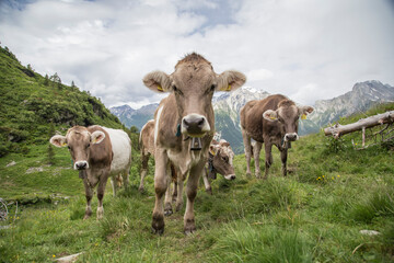 Cows in the swiss alps