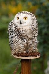 Polar owl sits in summer