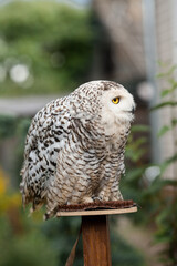 Polar owl sits in summer