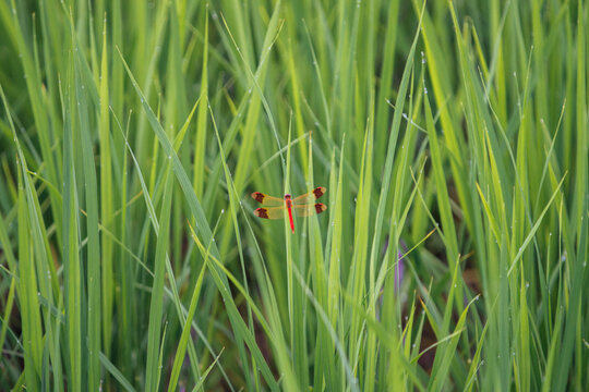 Red Dragonfly on Rice Field