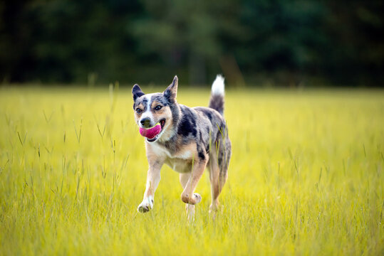 herding ball australia