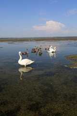 Nice view of the lake Kizyl-Yar where wild swans swim. Crimea nature