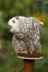 Polar owl sits in summer