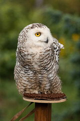 Polar owl sits in summer