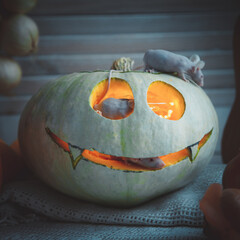 Pretty Hairless albino mice with Haloween pumpkins