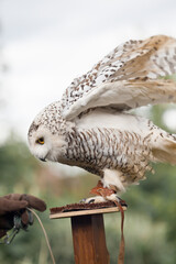 Polar owl sits in summer