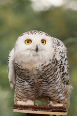 Polar owl sits in summer