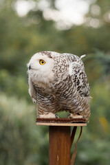 Polar owl sits in summer