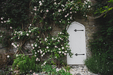 Quaint English walled garden with a blooming rose bush and white door © Kalen Martin