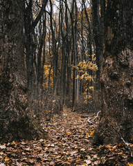 Moody image of a late Autumn forest path in Shenandoah National Park