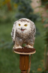 Polar owl sits in summer