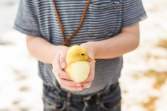 Holding a duckling