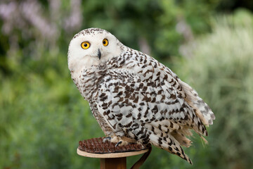 Polar owl sits in summer