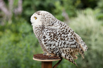 Polar owl sits in summer
