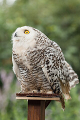 Polar owl sits in summer