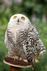 Polar owl sits in summer