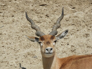 impala antelope in kruger park south africa
