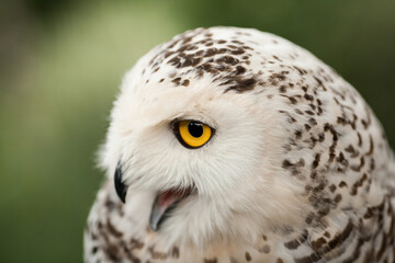 Polar owl sits in summer